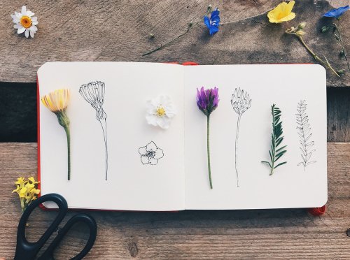 Intro to Wildlife Drawing (Live Online)