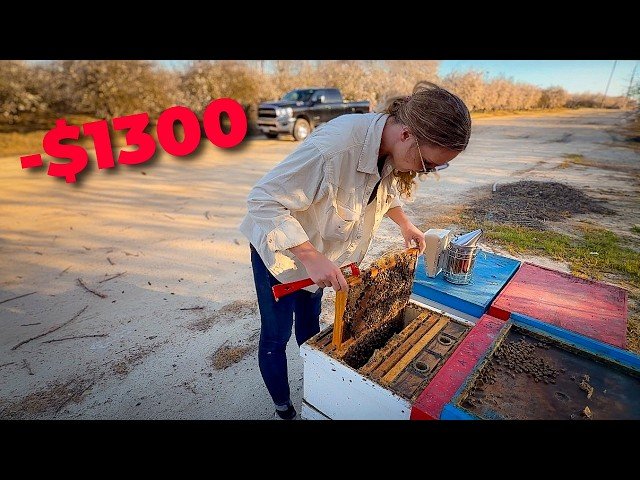 We Spent $1,300 This Week Just Keeping Bees Alive - Commercial Beekeeping Costs and Summer Hive Management