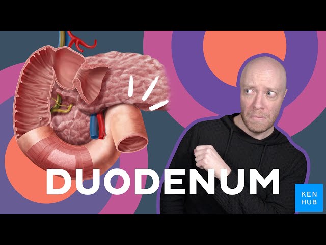 Duodenum - Anatomy and Function