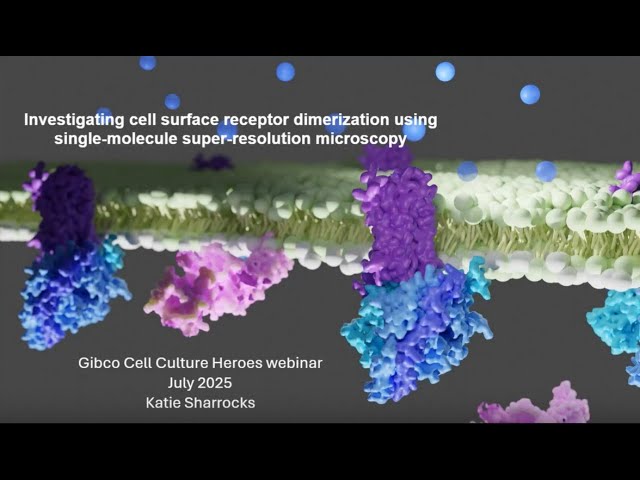 Investigating Cell Surface Receptor Dimerization Using Single Molecule Super Resolution Microscopy