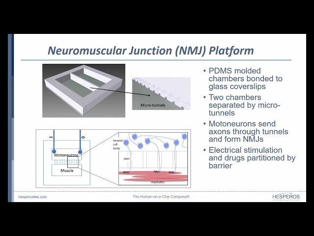 Human-on-a-Chip for Translational PK/PD and Disease Modeling - Cardiac Ischemia, Patient-Specific Model for CMT2S, and Digital Twin Applications
