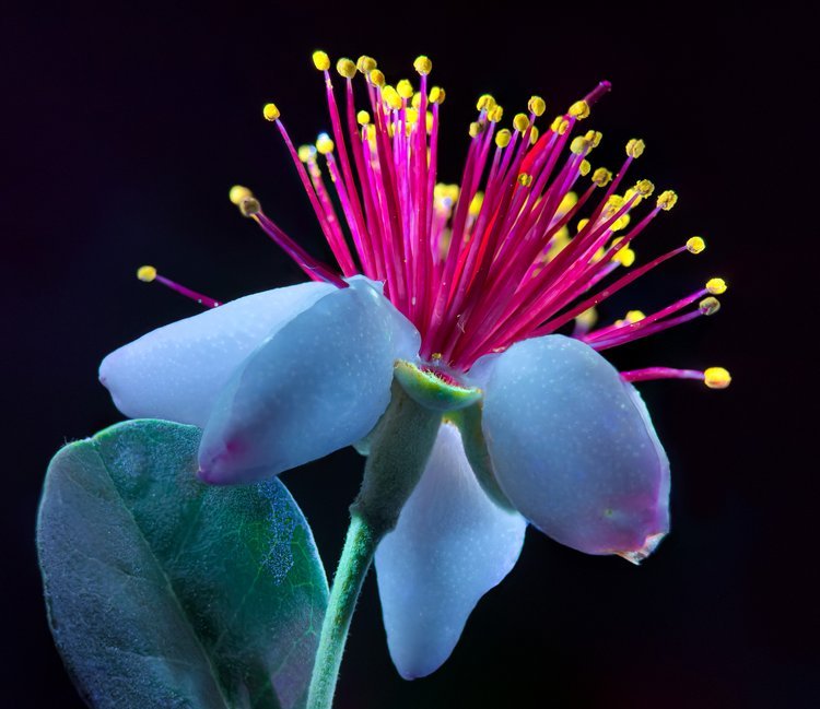 Smartphone Macro Photography (Live Online)