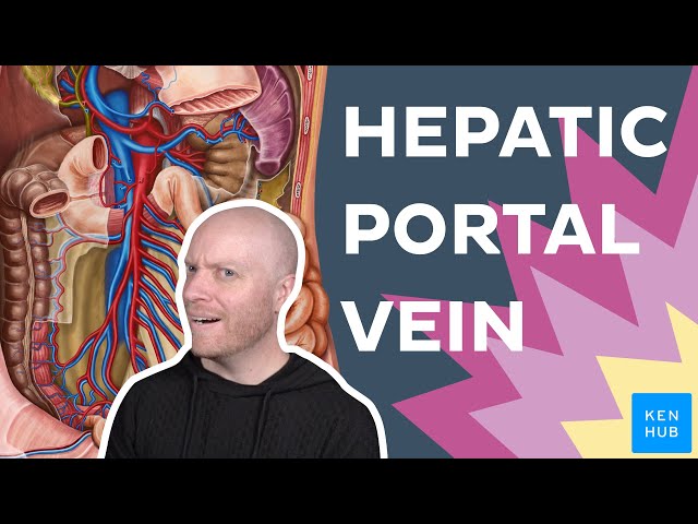 Hepatic Portal Vein - Anatomy and Function