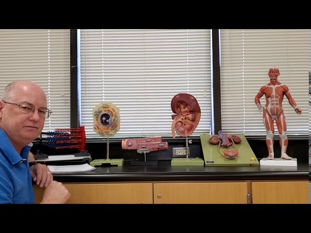 Anatomy and Physiology I Lab Test 1 - Anatomy Terminology, Regions, Cavities/Membranes, Cells, Microscopy and Histology