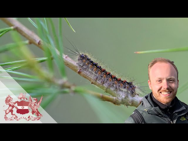 Timing and Adaptation of Spring-feeding Caterpillars - Climate Change Impacts