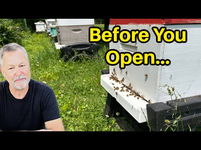Beekeeping - What Your Hive Tells You Before You Open The Top