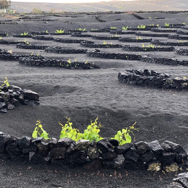 Wines of Andalucia & the Balearic and Canary Islands (Live Online)