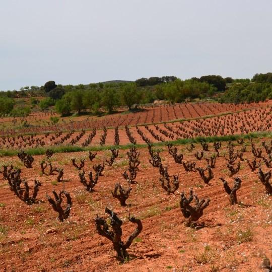 Wines of the Central Mediterranean Coast & the Meseta (Live Online)