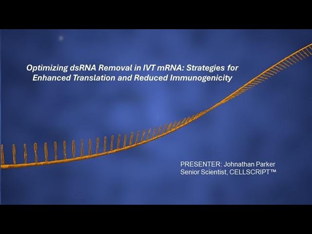 Optimizing dsRNA Removal in IVT mRNA - Strategies for Enhanced Translation and Reduced Immunogenicity