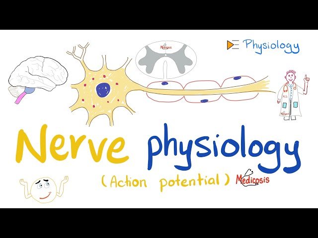 Nerve Physiology - Action Potential, Resting Membrane Potential, and Nernst Equation