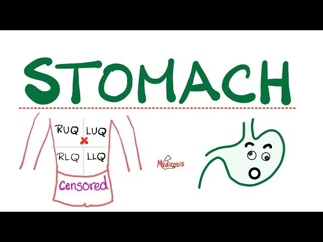 Anatomy of the Stomach - Most Comprehensive Explanation - Arteries, Veins, Nerves, Lymph Nodes