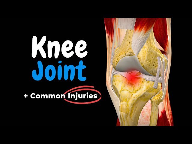 Knee Joint Anatomy and Common Injuries - Ligaments, Menisci and Movements