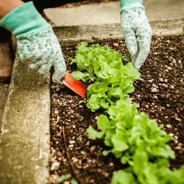 Introduction to Ecological Gardening