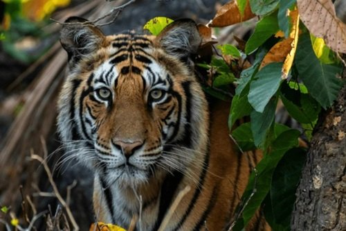 The Art of Wildlife Photography (Self-Paced)