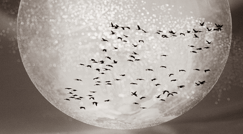 Pictorialism in Photography (Live Online)