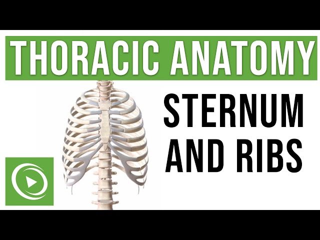 Thoracic Anatomy - Complete Guide to Skeleton, Sternum, Ribs, and Cavity