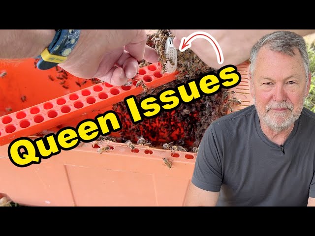 Beekeeping Queen Issues Perplex Beekeepers