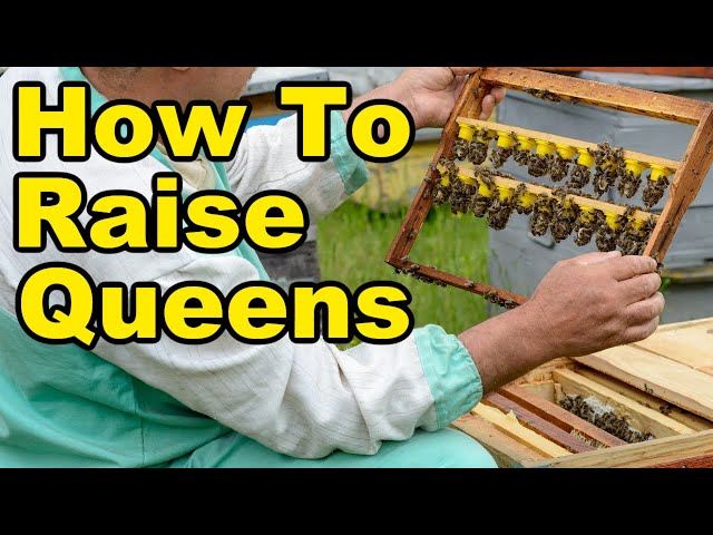 Beekeeping: Queen Rearing Made Easy