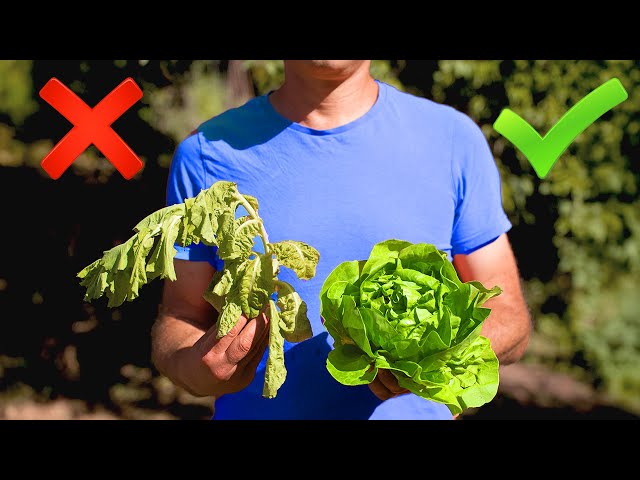 STOP Salad Crops Failing in Summer - Beat the Heat