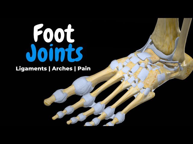 Ankle and Foot Joints - Talocrural, Subtalar, Tarsal and Toe Ligaments and Injuries
