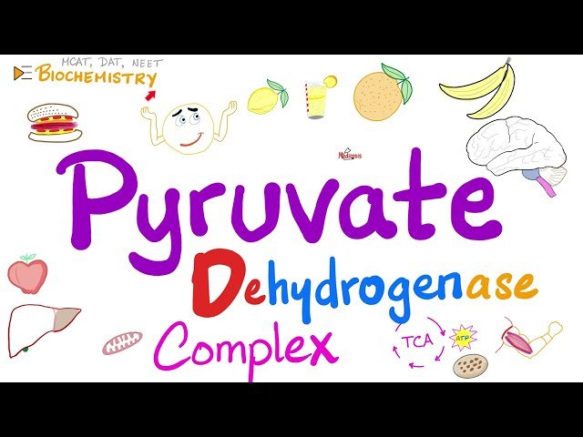 Glycolysis, Krebs Cycle, and Pyruvate Dehydrogenase Complex - Role of Vitamin B1