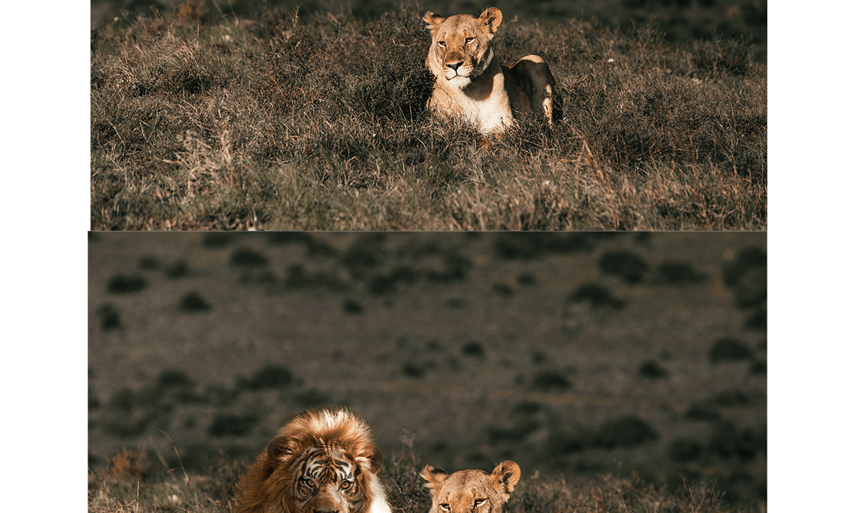 How to use layer mask with Adobe Photoshop