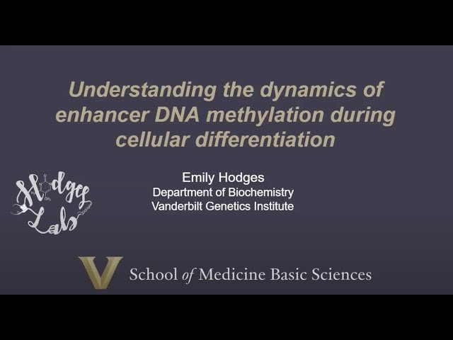 Utilizing the 6-Base Genome to Investigate Enhancer DNA Methylation Dynamics During Cellular Differentiation