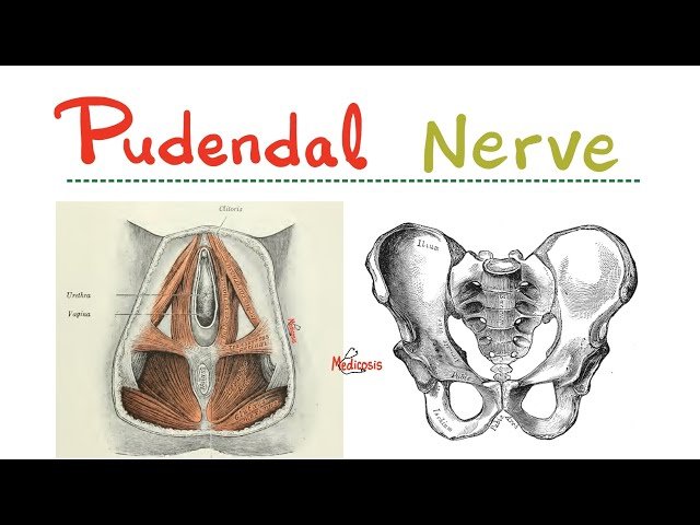 Pudendal Nerve - Hypogastric Plexus - Pelvic Splanchnic Nerve - Nerves of Pelvis