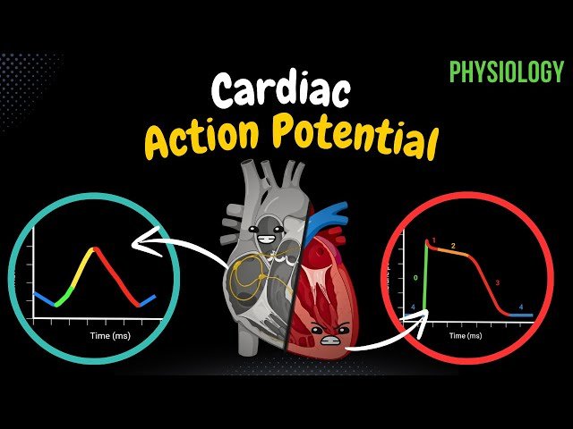 Heart Physiology - Cardiac Cycle, Output and Regulation