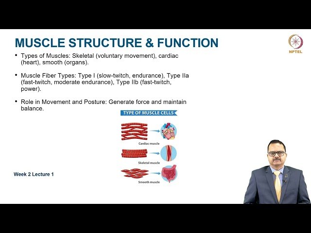 Overview of the Musculoskeletal System