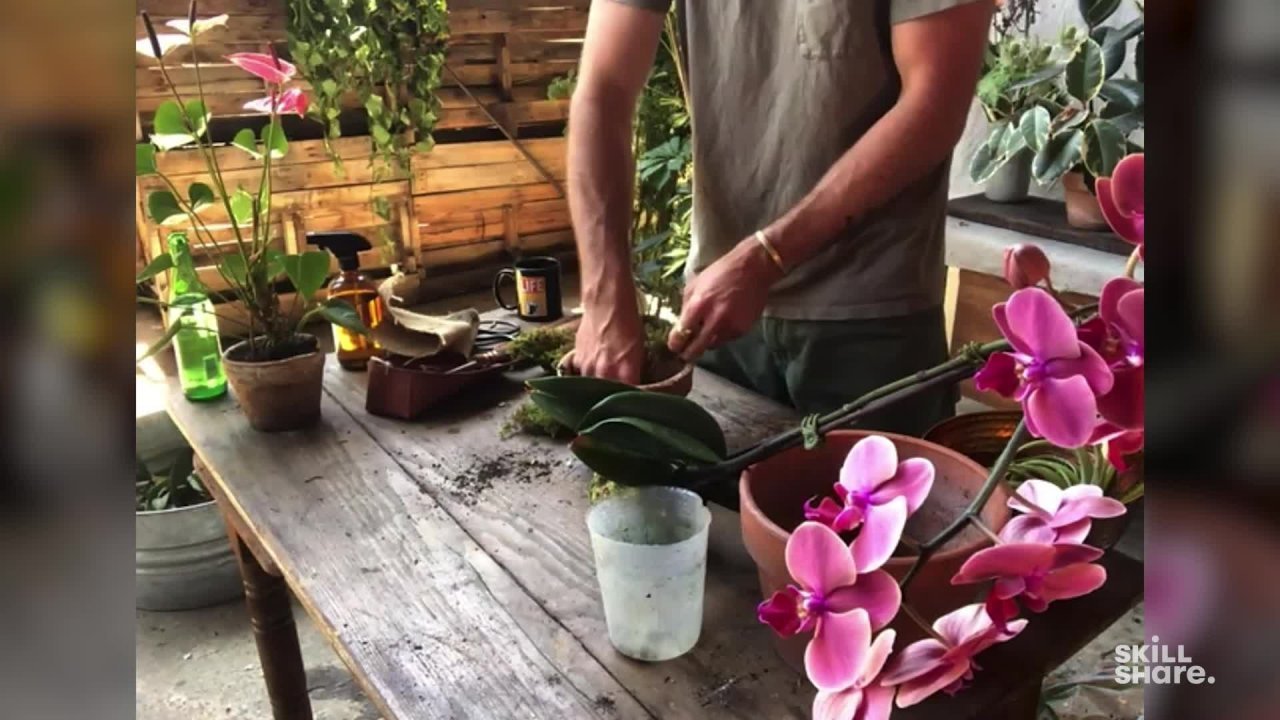 Live Encore: Caring for Your Houseplants