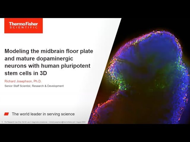 Modeling the Midbrain Floor Plate and Mature Dopaminergic Neurons with Human Pluripotent Stem Cells in 3D