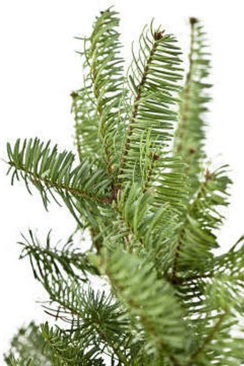 Pine & Fir Balsam Nosedive (Live Online)