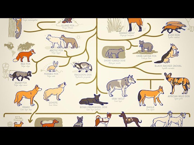 All the Dogs Explained - Understanding the Diverse Canine Family