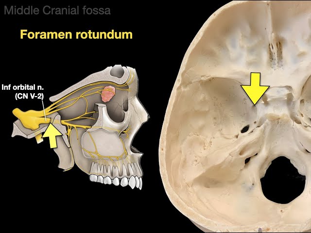 Cranial Nerves - Complete Overview and Clinical Testing
