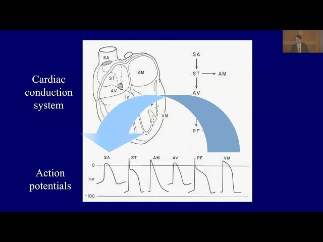 Advancing Cardiac Pacing through Gene Therapy - Weekly Research Conference