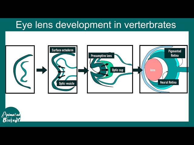 Eye Lens Induction - Developmental Biology, Lens Formation, Induction and Competence
