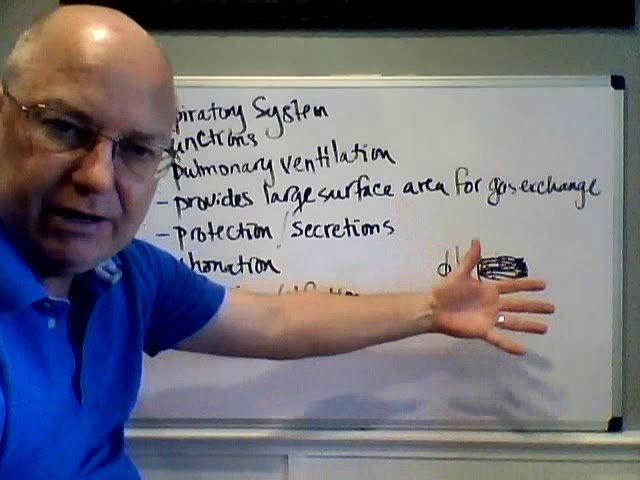 Anatomy and Physiology II - Respiratory and Digestive Systems Test 4