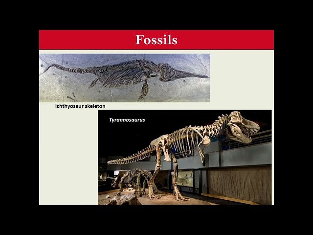 Tiny Fossils and the Big Picture: Mammals from the Age of Dinosaurs