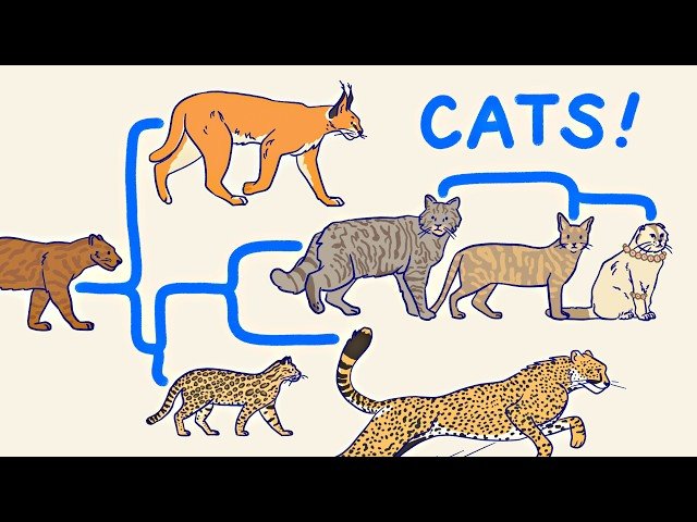 The Feline Family - All the Cats Explained