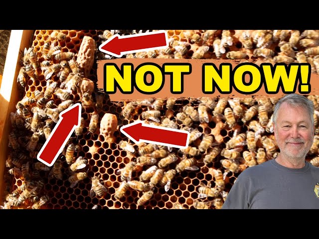 Beekeeping - How to Save a Hive That's Not Ready for Winter