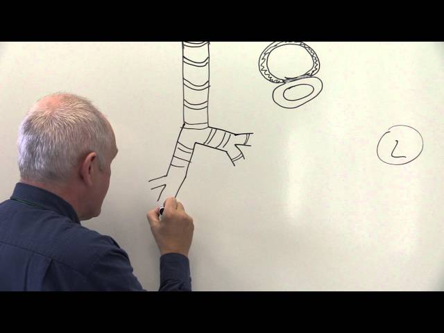 Human Physiology - Comprehensive Systems Overview