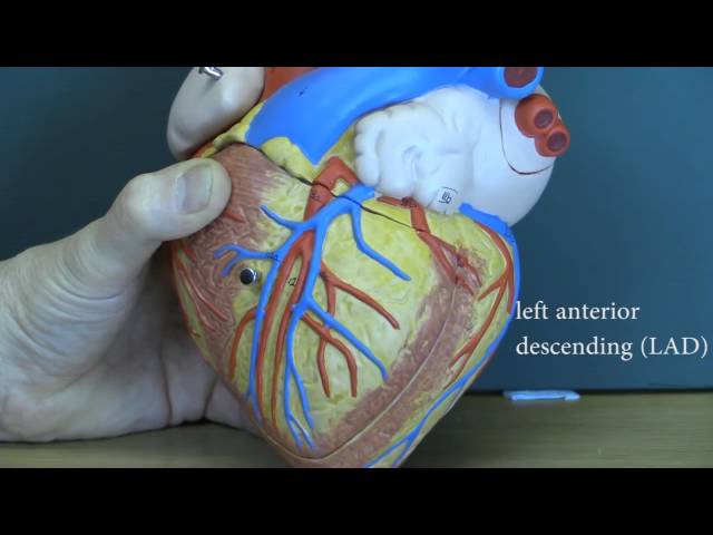 Cardiovascular System - Heart, Blood Vessels, and Circulation
