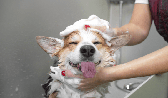 Guide to Dog Grooming (Self-paced) (Live Online)
