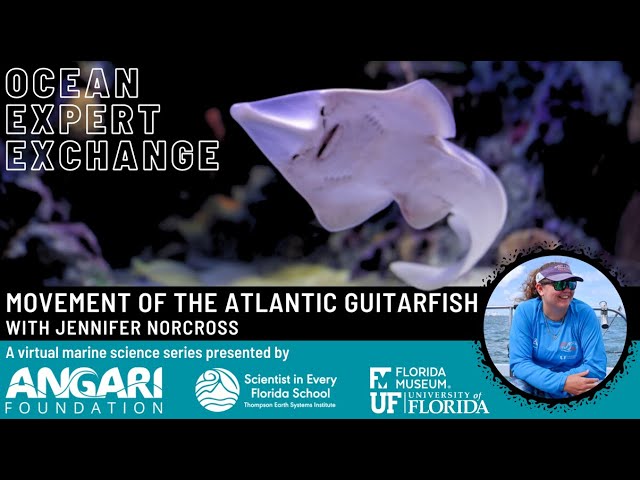 Movement of the Atlantic Guitarfish