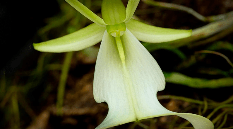 Ghoulish Plants in Folklore: Online (Live Online)