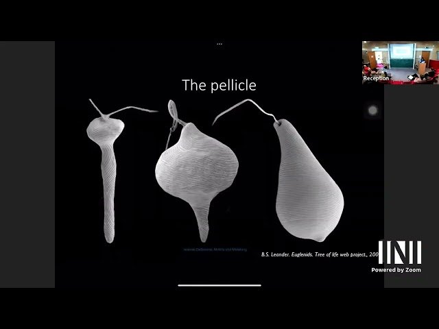 Morphing and Shape Control: From Mechanobiology to Engineering
