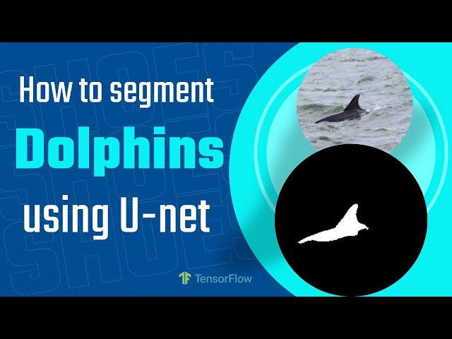 How I Trained U-Net to Detect Dolphins - Segmentation Tutorial