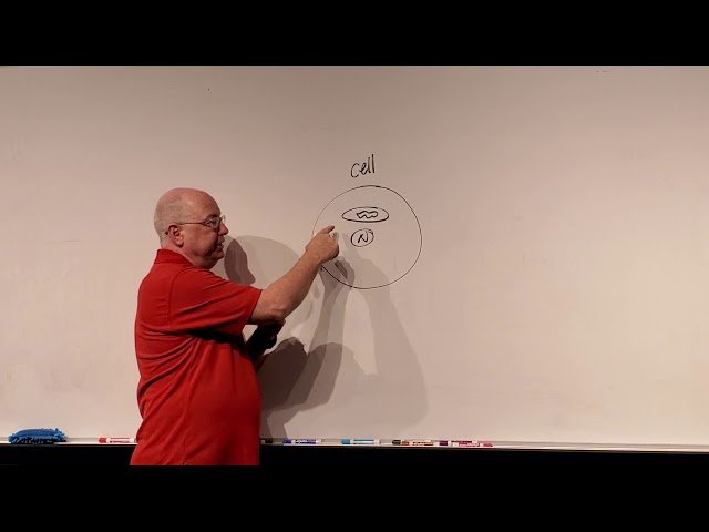 Anatomy and Physiology II - Blood, Heart, and Circulation - Test 3