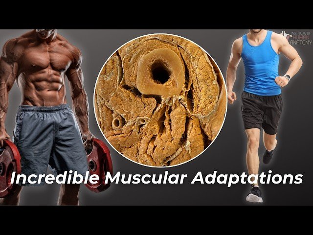 Nine Fitness Adaptations: Understanding Exercise Effects on Muscles